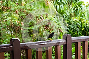 Javan myna bird Acridotheres javanicus, known as white-vented myna