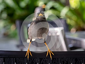 Javan Mynah, Acridotheres javanicus, bird sits on a chair, looking directly into camera.