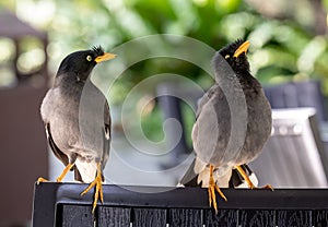 Javan Mynah, Acridotheres javanicus, two birds visiting an outdoor restaurant, while showing their mating rituals.