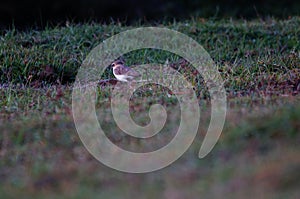 Javan plover alighted in the mud