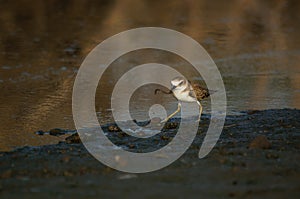 The javan plover is a species of bird in the family Charadriidae