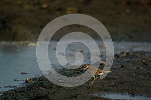 The javan plover is a species of bird in the family Charadriidae