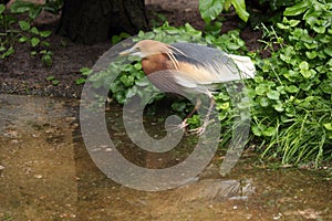 Javan Pond Heron