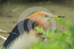 Javan pond heron