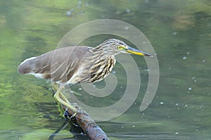 Javan Pond Heron (Ardeola speciosa)