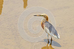 Javan Pond-Heron(Ardeola speciosa)