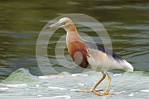 Javan Pond heron Ardeola speciosa