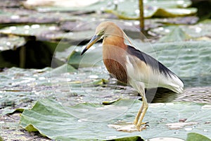 Javan Pond heron Ardeola speciosa