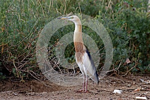 Javan Pond heron Ardeola speciosa Beautiful Birds of Thailand