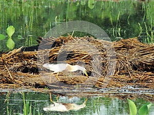 Javan Pond Heron Bird