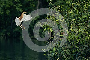 Javan Pond Heron perch on a tree