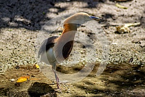 Javan Pond-Heron Side View in Pond on Sunny Day photo