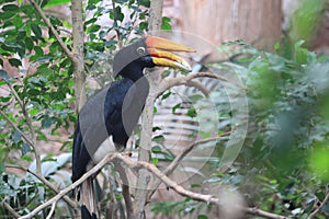 Javan rhinoceros hornbill