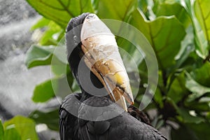 Javan rhinoceros hornbill looking out at the world