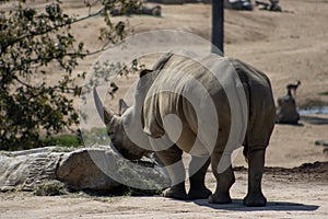 The Javan rhinoceros (Rhinoceros sondaicus)