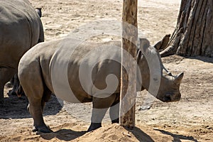 The Javan rhinoceros (Rhinoceros sondaicus) photo
