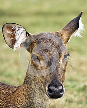 Javan rusa deer photo