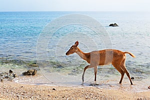 Javan Rusa deer on sea beach