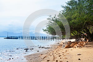 Javan Rusa deers on sea beach photo