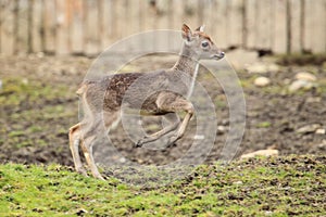 Javan rusa photo