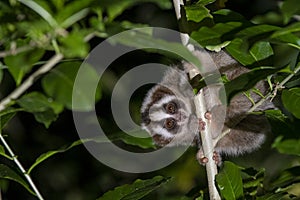 Javan Slow Loris