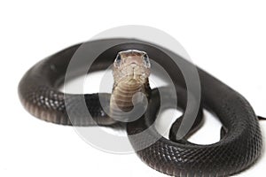 The Javan spitting cobra Naja sputatrix also called the southern Indonesian cobra, or Indonesian cobra. photo