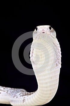 Javan spitting cobra (Naja sputatrix) photo