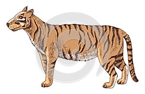 Javan tiger extinct animal hand drawn illustration