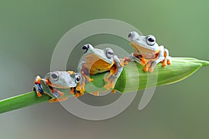 Javan tree frog on branch