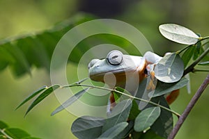 Javan tree frog front view on branch, javan tree frog