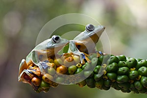 Javan tree frog front view on branch, javan tree frog