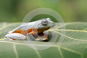 Javan tree frog front view on branch, javan tree frog