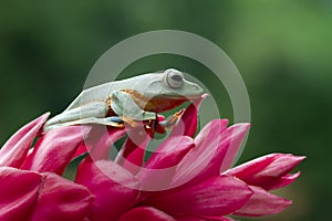 Javan tree frog front view on branch, javan tree frog