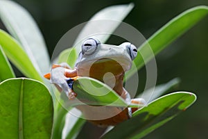 Javan tree frog front view on branch, javan tree frog