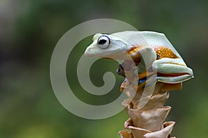 Javan tree frog front view on branch, javan tree frog