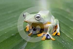 Javan tree frog front view on branch, javan tree frog