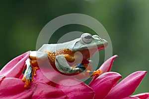 Javan tree frog front view on branch, javan tree frog