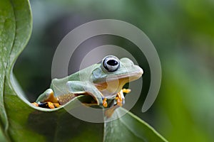 Javan tree frog front view on branch, javan tree frog