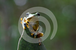 Javan tree frog front view on branch, javan tree frog