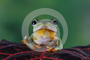 Javan tree frog front view on branch, javan tree frog