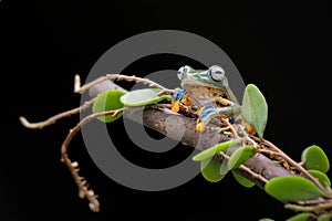 Javan tree frog front view on branch, javan tree frog