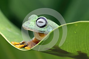 Javan tree frog front view on green leaves