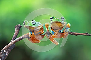 Javan tree frog sitting on branch