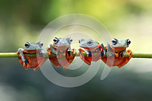 Javan tree frog sitting on branch