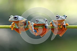 Javan tree frog sitting on branch