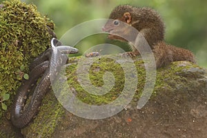 A Javan treeshrew is attacking a pipe snake that has entered its territory.