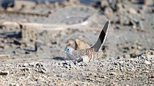 Javan turtle dove or geopelia striata that search for food on the ground