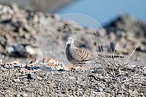 Javan turtle dove or geopelia striata that search for food on the ground photo