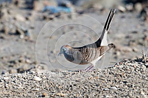 Javan turtle dove or geopelia striata that search for food on the ground photo