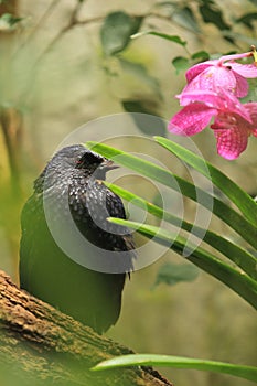 Javan whistling thrush